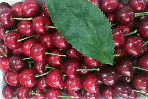 櫻桃和車厘子是一種水果嗎 櫻桃和車厘子有什么區(qū)別 櫻桃和車厘子是一種水果嗎 櫻桃和車厘子有什么區(qū)別