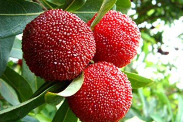 楊梅可以保存多久 楊梅可以放冰箱保鮮嗎 楊梅可以保存多久 楊梅可以放冰箱保鮮嗎