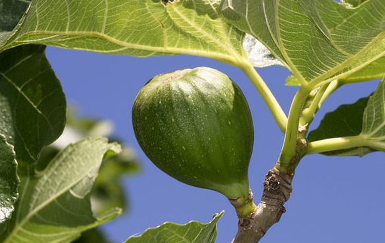 無花果可以下奶嗎 無花果什么人不宜吃 無花果可以下奶嗎 無花果什么人不宜吃