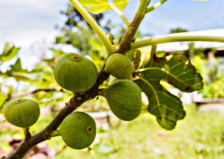 無花果葉子泡酒可以治療白斑嗎 無花果葉煮水治療婦科炎癥 無花果葉子泡酒可以治療白斑嗎 無花果葉煮水治療婦科炎癥