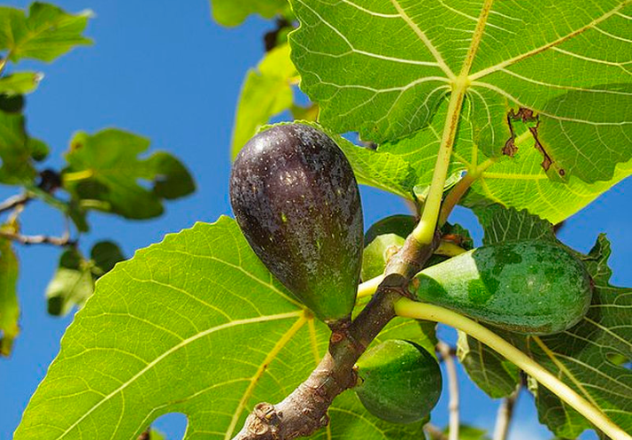 無花果葉子能治腳氣嗎 無花果葉子治療腳氣的方法 無花果葉子能治腳氣嗎 無花果葉子治療腳氣的方法