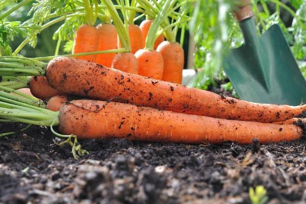 生吃胡蘿卜可以減肥嗎 生吃胡蘿卜的危害 生吃胡蘿卜可以減肥嗎 生吃胡蘿卜的危害