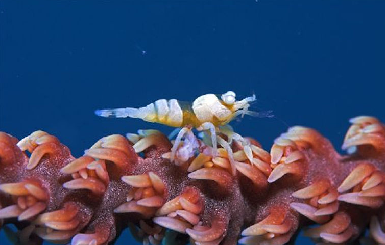 早上買的蝦中午死了可以吃嗎 蝦死了幾個(gè)小時(shí)能不能吃了 早上買的蝦中午死了可以吃嗎 蝦死了幾個(gè)小時(shí)能不能吃了