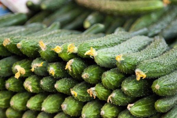 黃瓜有苦的味道能不能吃 黃瓜有苦味是怎么回事 黃瓜有苦的味道能不能吃 黃瓜有苦味是怎么回事