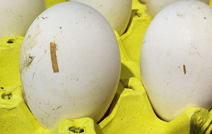 天麻鵝蛋怎么煮 天麻鵝蛋食用方法 天麻鵝蛋怎么煮 天麻鵝蛋食用方法