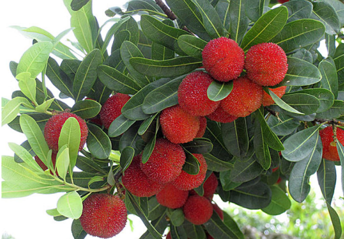 楊梅怎樣泡酒才最好喝 楊梅泡酒泡多久才能喝 楊梅怎樣泡酒才最好喝 楊梅泡酒泡多久才能喝