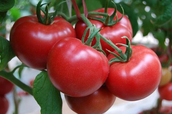 吃西紅柿可以減肥嗎 西紅柿有美白效果嗎 吃西紅柿可以減肥嗎 西紅柿有美白效果嗎