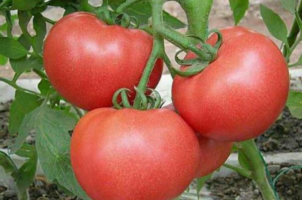 西紅柿是涼性還是熱性的 西紅柿屬于酸性還是堿性 西紅柿是涼性還是熱性的 西紅柿屬于酸性還是堿性