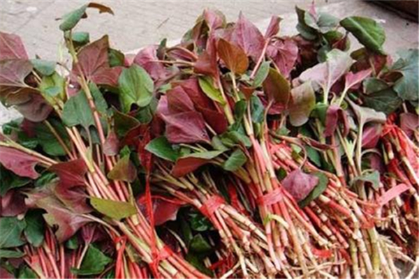 魚腥草有消炎的作用嗎 魚腥草有什么功效 魚腥草有消炎的作用嗎 魚腥草有什么功效