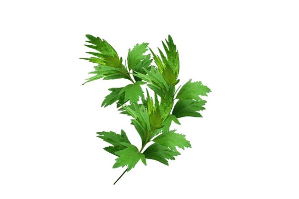 艾葉有幾種 艾葉什么品種最好 艾葉有幾種 艾葉什么品種最好