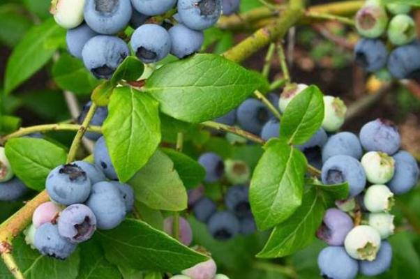 藍(lán)莓可以和芒果一起吃嗎 藍(lán)莓可以不洗直接吃嗎 藍(lán)莓可以和芒果一起吃嗎 藍(lán)莓可以不洗直接吃嗎