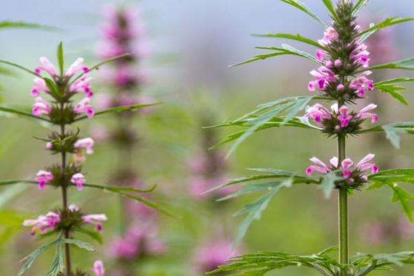 益母草的用量 益母草的副作用有哪些 益母草的用量 益母草的副作用有哪些