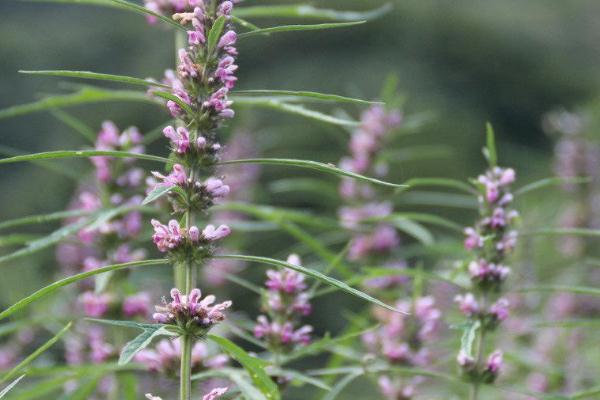 益母草有什么藥效 益母草有激素嗎 益母草有什么藥效 益母草有激素嗎
