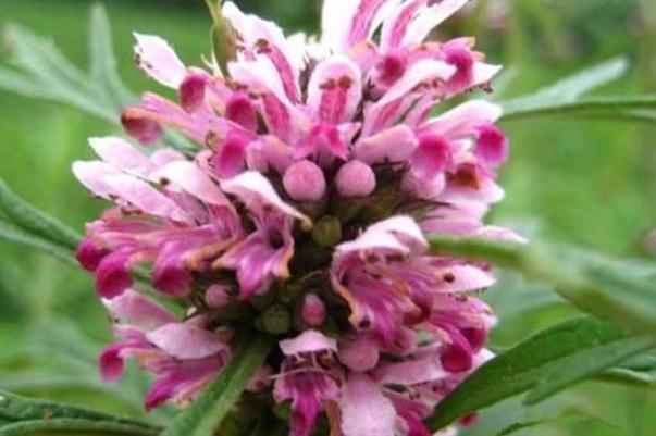 益母草可以空腹吃嗎 空腹喝了益母草怎么辦 益母草可以空腹吃嗎 空腹喝了益母草怎么辦