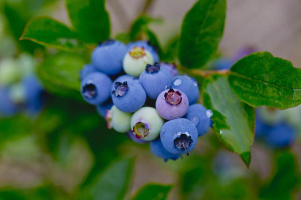 藍(lán)莓可以放幾天 藍(lán)莓放冰箱可以放多久 藍(lán)莓可以放幾天 藍(lán)莓放冰箱可以放多久