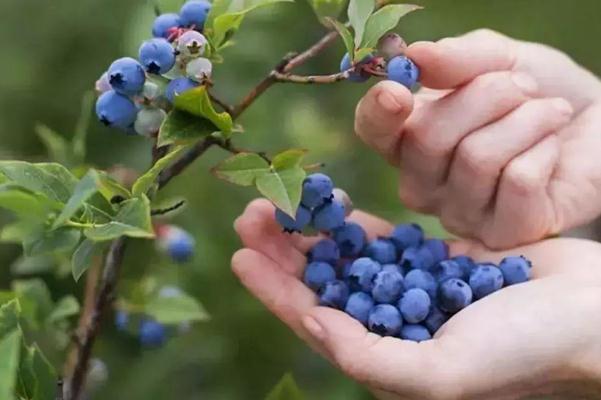 藍莓是什么季節(jié)的水果 藍莓在什么季節(jié)吃最好 藍莓是什么季節(jié)的水果 藍莓在什么季節(jié)吃最好