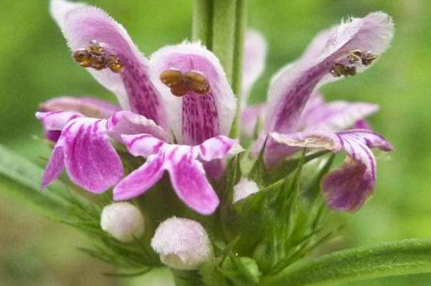 益母草可以空腹吃嗎 空腹喝了益母草怎么辦 益母草可以空腹吃嗎 空腹喝了益母草怎么辦