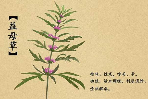 益母草的作用及功效 益母草什么時(shí)候喝最好 益母草的作用及功效 益母草什么時(shí)候喝最好