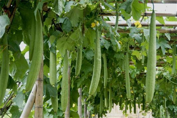 絲瓜如何去除土腥味 絲瓜怎么處理 絲瓜如何去除土腥味 絲瓜怎么處理