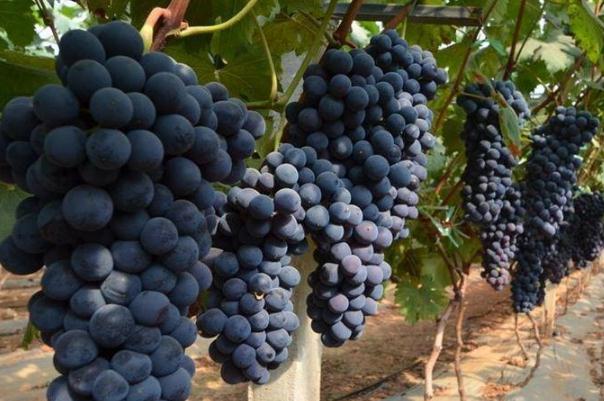 吃葡萄會(huì)不會(huì)長(zhǎng)胖 吃葡萄的好處與壞處 吃葡萄會(huì)不會(huì)長(zhǎng)胖 吃葡萄的好處與壞處