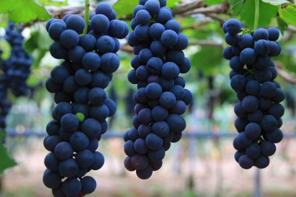 吃葡萄會(huì)不會(huì)長(zhǎng)胖 吃葡萄的好處與壞處 吃葡萄會(huì)不會(huì)長(zhǎng)胖 吃葡萄的好處與壞處