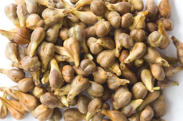 葡萄籽可以長期吃嗎 葡萄籽可以美白嗎 葡萄籽可以長期吃嗎 葡萄籽可以美白嗎