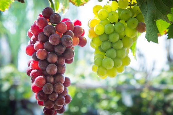 吃葡萄會(huì)不會(huì)長(zhǎng)胖 吃葡萄的好處與壞處 吃葡萄會(huì)不會(huì)長(zhǎng)胖 吃葡萄的好處與壞處