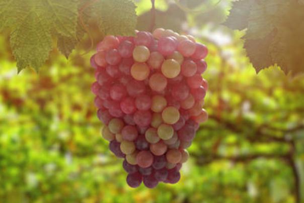 葡萄有維生素c高嗎 葡萄有激素嗎 葡萄有維生素c高嗎 葡萄有激素嗎