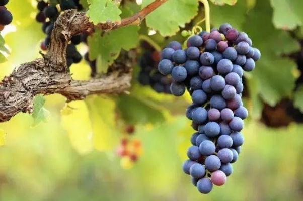 葡萄有維生素c高嗎 葡萄有激素嗎 葡萄有維生素c高嗎 葡萄有激素嗎