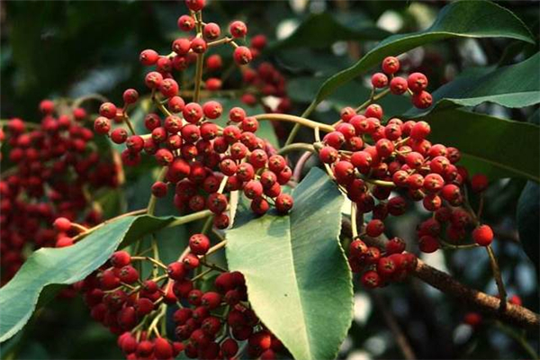 花椒可以治牙疼嗎 花椒為什么能治牙疼 花椒可以治牙疼嗎 花椒為什么能治牙疼