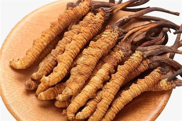 蟲(chóng)草怎么吃最有效 蟲(chóng)草可以提高免疫力嗎 蟲(chóng)草怎么吃最有效 蟲(chóng)草可以提高免疫力嗎