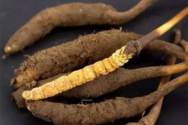 蟲草是新鮮的好還是干的好 蟲草可以直接嚼著吃嗎 蟲草是新鮮的好還是干的好 蟲草可以直接嚼著吃嗎