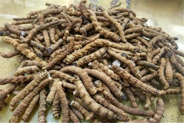 蟲草會上火嗎 蟲草適合什么季節(jié)吃 蟲草會上火嗎 蟲草適合什么季節(jié)吃