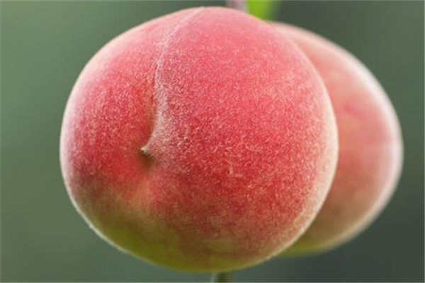 桃子可以泡酒嗎 桃子泡酒的做法 桃子可以泡酒嗎 桃子泡酒的做法