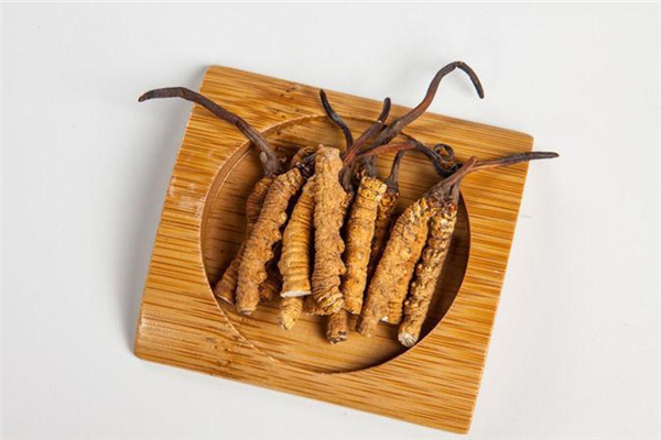 蟲草會上火嗎 蟲草適合什么季節(jié)吃 蟲草會上火嗎 蟲草適合什么季節(jié)吃