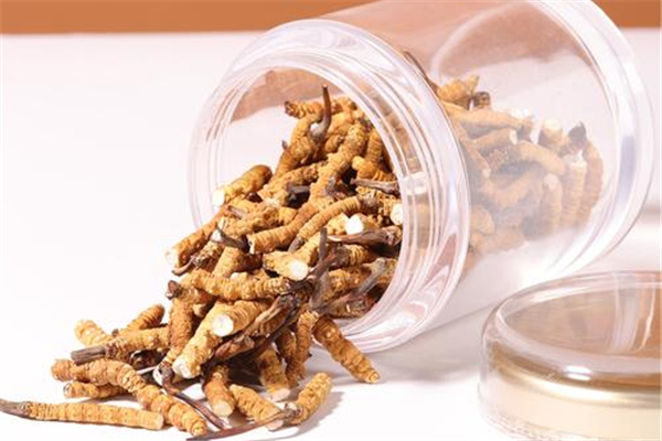 蟲草一次吃多少合適 蟲草吃多了有什么危害 蟲草一次吃多少合適 蟲草吃多了有什么危害