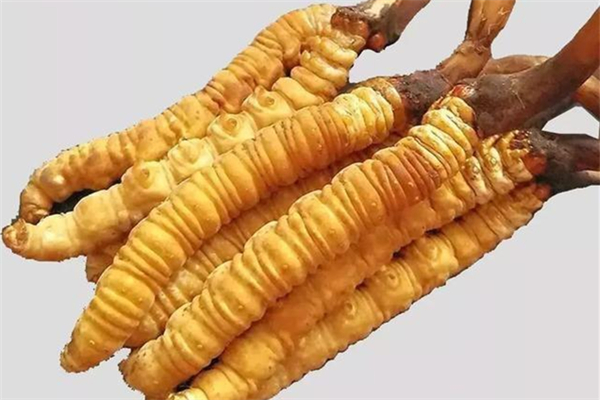 蟲草有假冒的嗎 蟲草怎么分辨真假好壞 蟲草有假冒的嗎 蟲草怎么分辨真假好壞