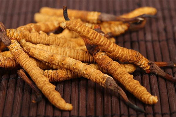 蟲(chóng)草怎么吃最有效 蟲(chóng)草可以提高免疫力嗎 蟲(chóng)草怎么吃最有效 蟲(chóng)草可以提高免疫力嗎