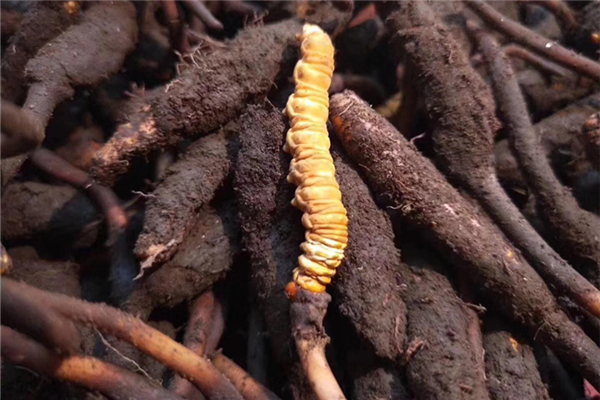 蟲(chóng)草可以調(diào)理月經(jīng)嗎 蟲(chóng)草孕婦可以吃嗎 蟲(chóng)草可以調(diào)理月經(jīng)嗎 蟲(chóng)草孕婦可以吃嗎