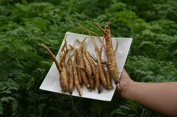 當(dāng)歸有毒性嗎 當(dāng)歸有幾個品種 當(dāng)歸有毒性嗎 當(dāng)歸有幾個品種