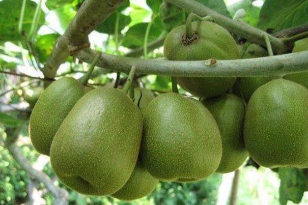 吃獼猴桃會(huì)發(fā)胖嗎 獼猴桃的熱量是多少大卡 吃獼猴桃會(huì)發(fā)胖嗎 獼猴桃的熱量是多少大卡