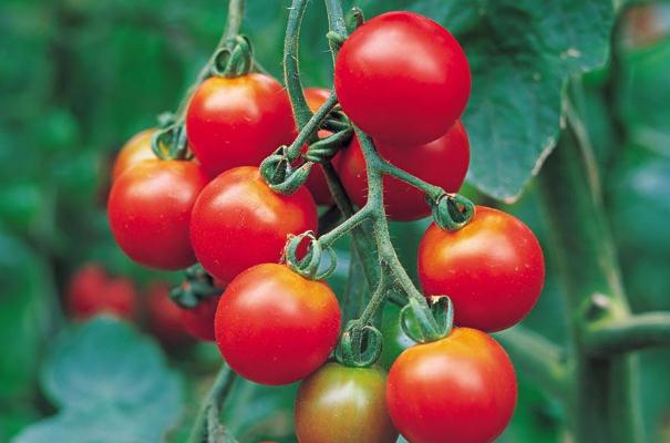圣女果對(duì)孕婦的功效與作用 圣女果對(duì)孕婦的好處 圣女果對(duì)孕婦的功效與作用 圣女果對(duì)孕婦的好處