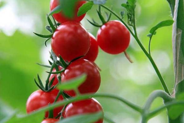 吃圣女果會(huì)上火嗎 吃圣女果會(huì)不會(huì)長(zhǎng)胖 吃圣女果會(huì)上火嗎 吃圣女果會(huì)不會(huì)長(zhǎng)胖