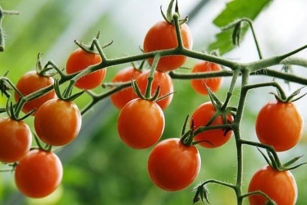 圣女果可以空腹吃嗎 圣女果可以放多久 圣女果可以空腹吃嗎 圣女果可以放多久