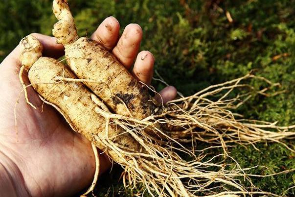 人參泡水喝的正確方法 人參泡水多久喝一次 人參泡水喝的正確方法 人參泡水多久喝一次