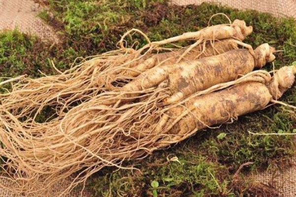 人參是發(fā)物嗎 人參要燉多長(zhǎng)時(shí)間 人參是發(fā)物嗎 人參要燉多長(zhǎng)時(shí)間