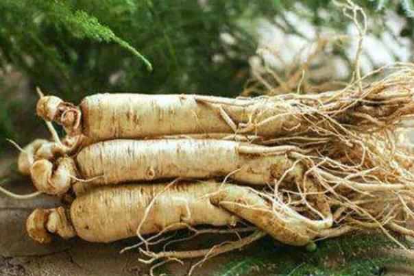 人參可以燉雞湯嗎 人參可以用什么代替 人參可以燉雞湯嗎 人參可以用什么代替