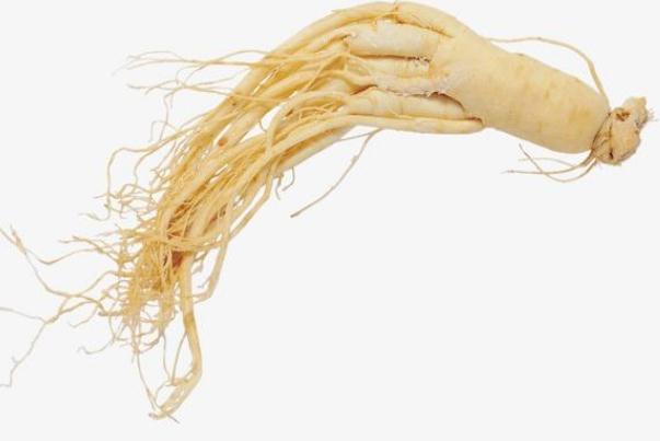 人參可以直接吃嗎 人參可以生吃嗎 人參可以直接吃嗎 人參可以生吃嗎