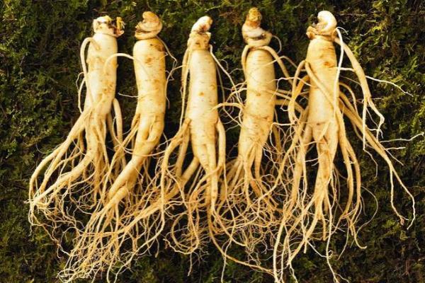 人參可以直接吃嗎 人參可以生吃嗎 人參可以直接吃嗎 人參可以生吃嗎