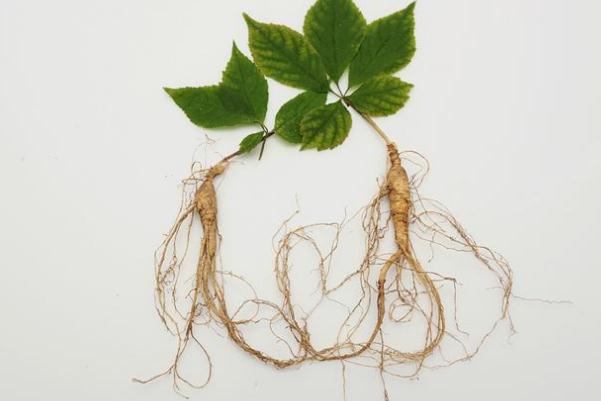 人參對心臟的好處有哪些 人參對腎臟有好處嗎 人參對心臟的好處有哪些 人參對腎臟有好處嗎